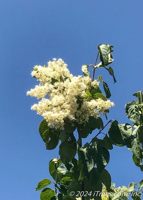 Ivory Silk Japanese Tree Lilac