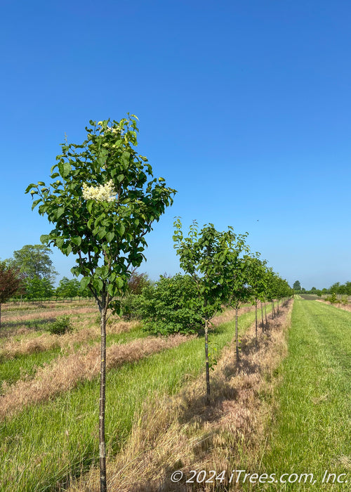 Ivory Silk Japanese Tree Lilac