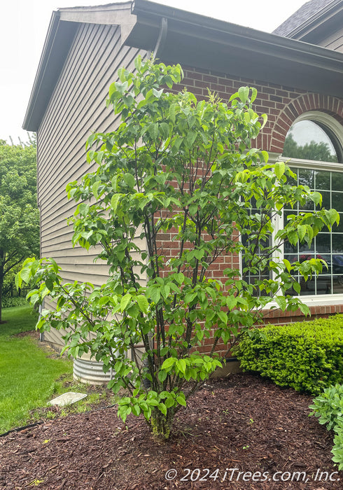 Ivory Silk Lilac with green leaves planted in the front landscapebed.