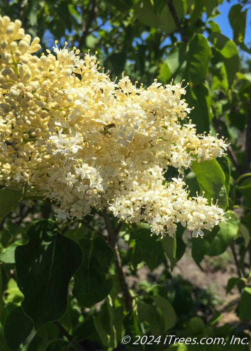 Ivory Silk Japanese Tree Lilac