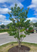 Ivory Silk with green leaves planted in a parking lot island.