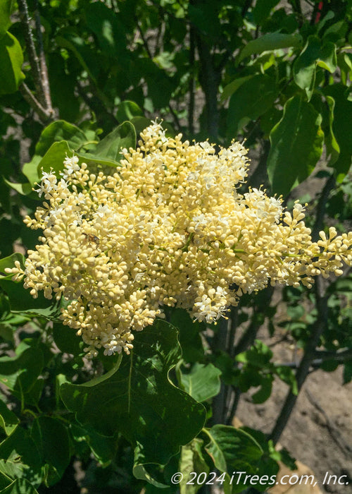 Ivory Silk Japanese Tree Lilac