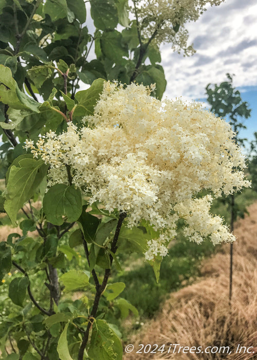 Closeup of white plumy flower.