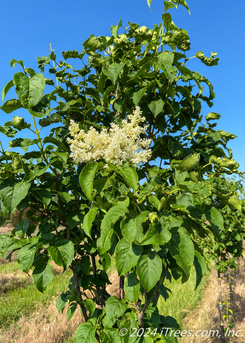 Ivory Silk Japanese Tree Lilac