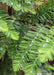 Closeup of fine, feathery-like leaves with water drops on them.