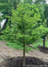 A newly planted Bald Cypress stands in a natural area behind a home.