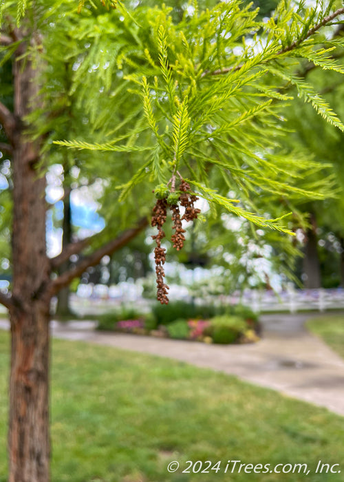 Closeup of fine feathery like leaves with a catkin flower dangling.