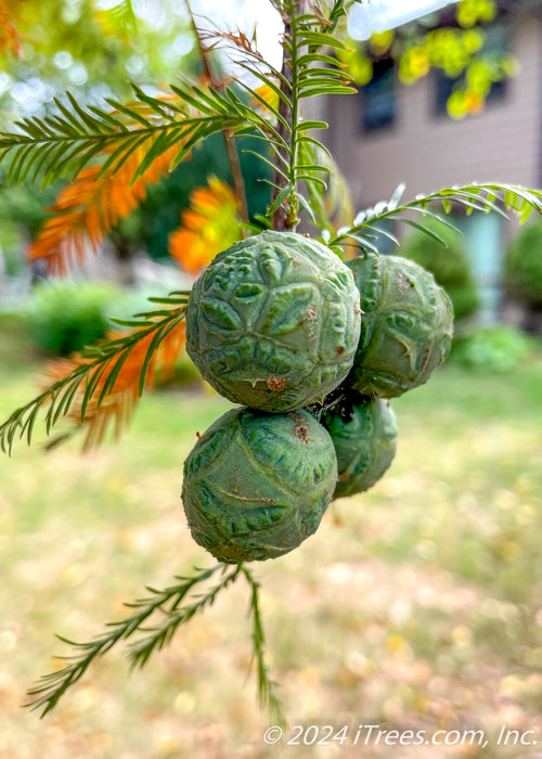 Closeup of Bald Cypress circular sage green cones in a group of four, showing rough outer shell.