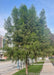 Maturing Bald Cypress planted on a parkway in a business district showing shaggy green canopy. 