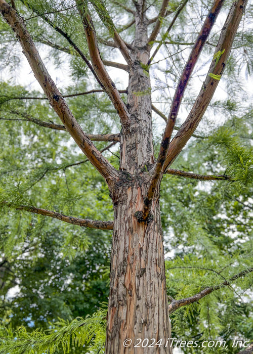 Closeup of a Bald Cypress trunk and lower branching looking up the trunk from underneath the tree's canopy.