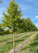 Bald Cypress grows in a nursery row with green leaves.