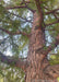 Closeup of a Bald Cypress trunk showing reddish orange tinge and rough texture, looking up from the center of the tree. 