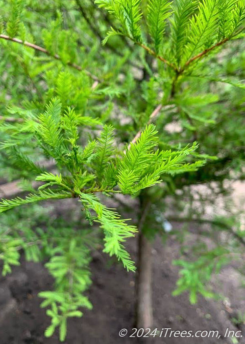 Closeup of fine bright green feathery-like leaves.