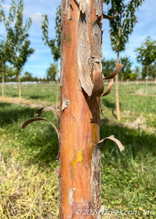 Closeup of a young Bald Cypress trunk showing smooth reddish-orange underlayer with grey peeling bark curling away from the trunk.