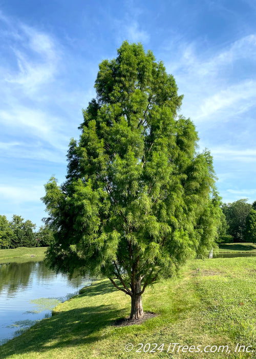 Maturing Bald Cypress tree growing near a pond, and other trees with blue skies in the background.