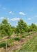 A row of Shawnee Brave Bald Cypress at the nursery with green foliage.