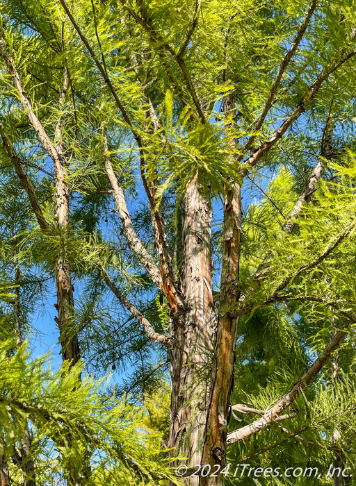 View looking up at the tree's canopy.