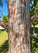 Closeup of a reddish-grey tree trunk.