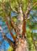 View looking up at shaggy reddish-brown bark and green leaves from underneath the tree's canopy.