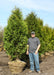 Nigra Arborvitae in the nursery's holding yard with a person standing by for height comparison. Their knee is at the top of the tree's rootball.