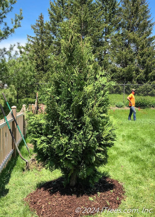 A newly planted Nigra Arborvitae with green foliage planted along a fence line in a side back yard.