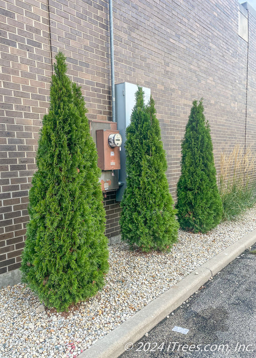 A group of three Emerald Green Arborvitae planted in a gravel landscape bed along a commercial building to screen electrical units.