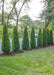 A row of Emerald Green Arborvitae planted along a white picket fence in a Chicago neighborhood for privacy and screening.