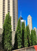 A row of Emerald Green Arborvitae planted in a container on a rooftop in Chicago with the Willis Tower in the background.