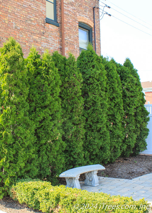 A row of Emerald Green Arborvitae planted in a urban courtyard area for privacy and screening.