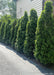 A row of Emerald Green Arborvitae planted along a driveway for privacy and screening.