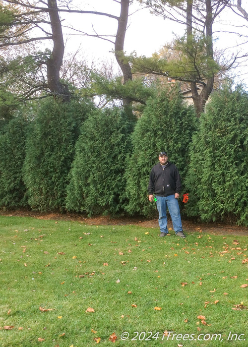 A row of newly planted Techny Arborvitae with a person standing near by to show their height at over 10 ft tall.