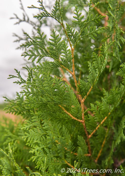 Closeup of scaley green foliage.