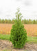 A single Techny Arborvitae at the nursery.