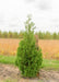 A Techny Arborvitae planted at the nursery with a large ruler standing next to it to show its height over 6 ft.