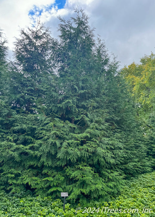 Green Giant Arborvitae planted in a grouping within a garden bed.