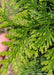 Closeup of bright green scaley-like foliage.