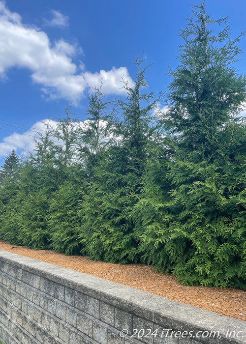 Green Giant Arborvitae planted in a row.