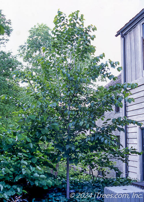 American Sentry Linden planted in a backyard garden area.