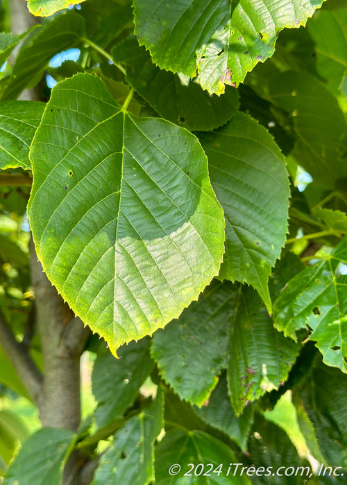 Redmond Linden leaf closeup. 