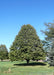 A maturing Redmond Linden with green leaves showing strong pyramidal form.