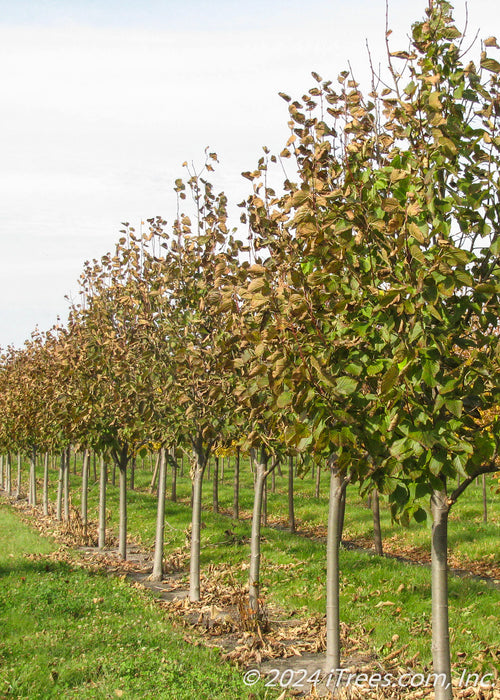 A row of Redmond Linden at the nursery in fall with leaves beginning to change from green to a yellowish-brown.