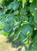 Closeup of large, dark green leaves with finely serrated edges.