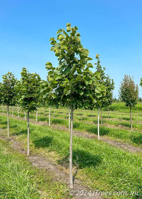 A Redmond Linden at the nursery with large green leaves.