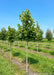 A Redmond Linden at the nursery with large green leaves.