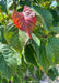 Closeup of green leaves with changing fall color from green, to yellowish-red.