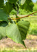 Closeup of green heart-shaped leaf with serrated edges.