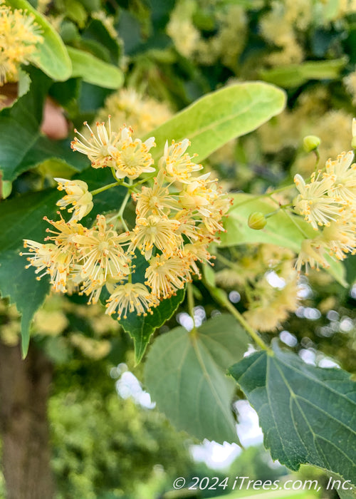 Closeup of a small bunch of yellowish-white flowers.