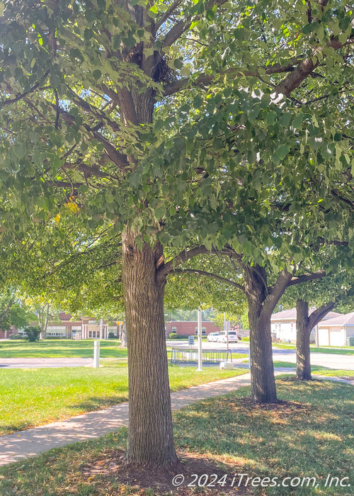 View of the underside of a row of Greenspire Linden trees' canopies. 