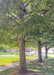 View of the underside of a row of Greenspire Linden trees' canopies. 