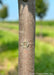 Closeup of smooth brown trunk.